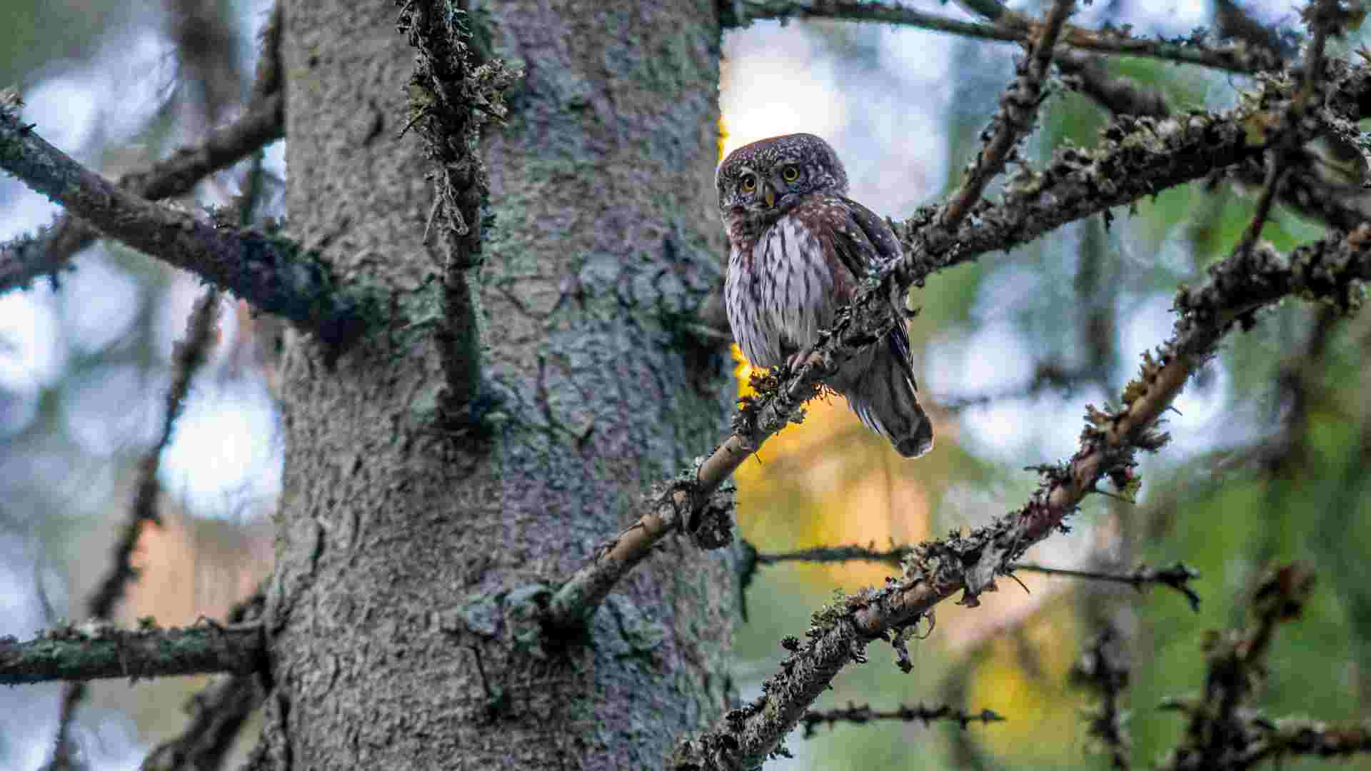 Immagine della Foresta di Arabuko Sokoke con Hippo Safari Kenya